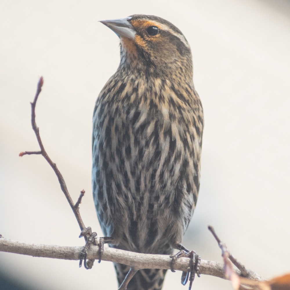 A female red-winged blackbird perches on a tree branch. Unlike males, females do not have red patches on their wings; instead, they have speckled light and brown markings all over their bodies (like the one shown here.)
