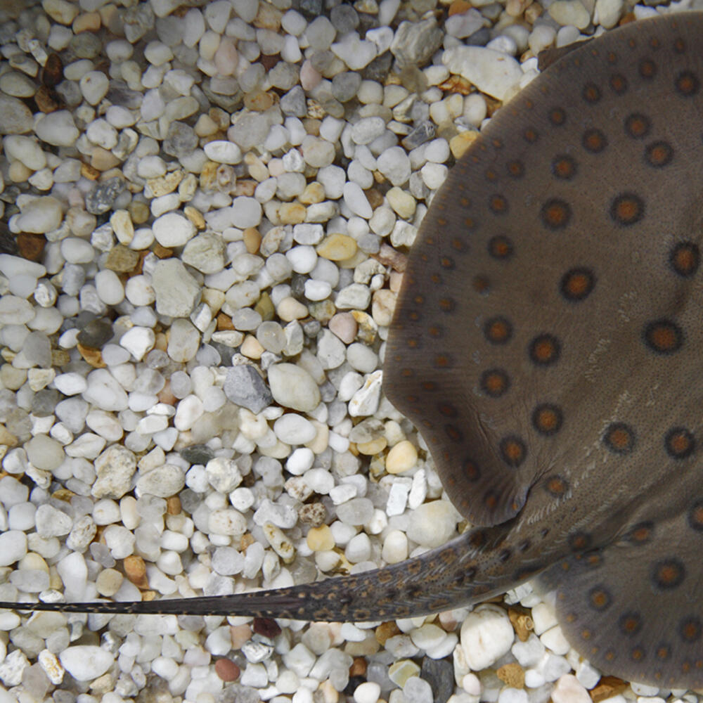 A freshwater stingray with a gray body and brown-black spots swimming over gravel and sand