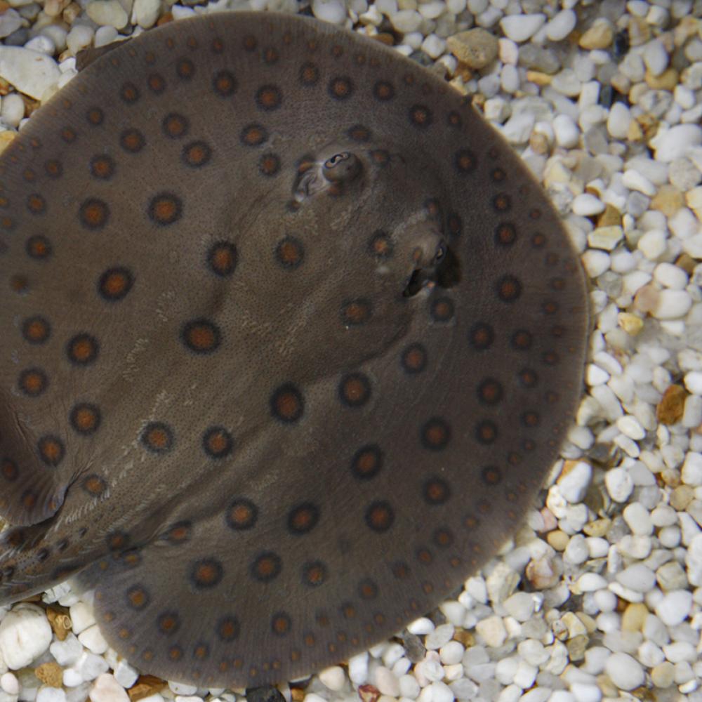 A freshwater stingray with a gray body and brown-black spots swimming over gravel and sand