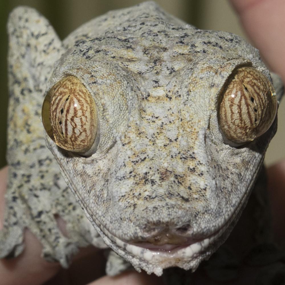 A giant leaf-tailed gecko held in a person's hand and looking directly at the camera