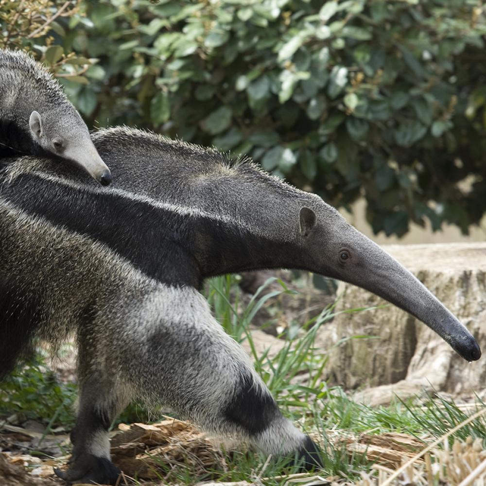 Baby anteater riding piggy back on its mother. They look identical to each other wtih long snouts, gray fur, and black chests