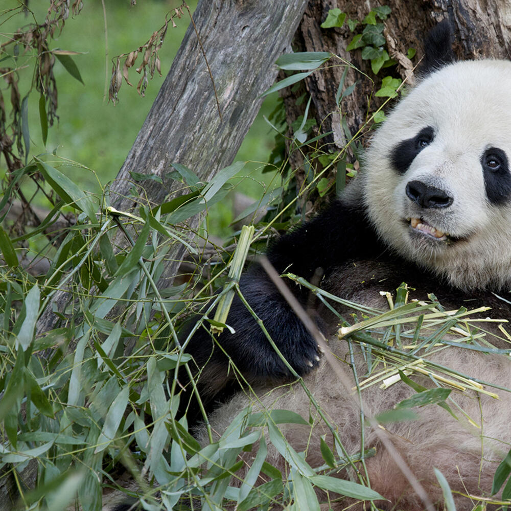 a giant panda eats bamboo