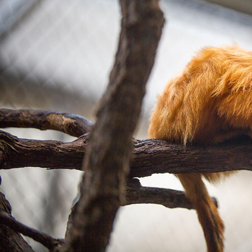 A small, furry, orange primate called a golden lion tamarin perched on a branch