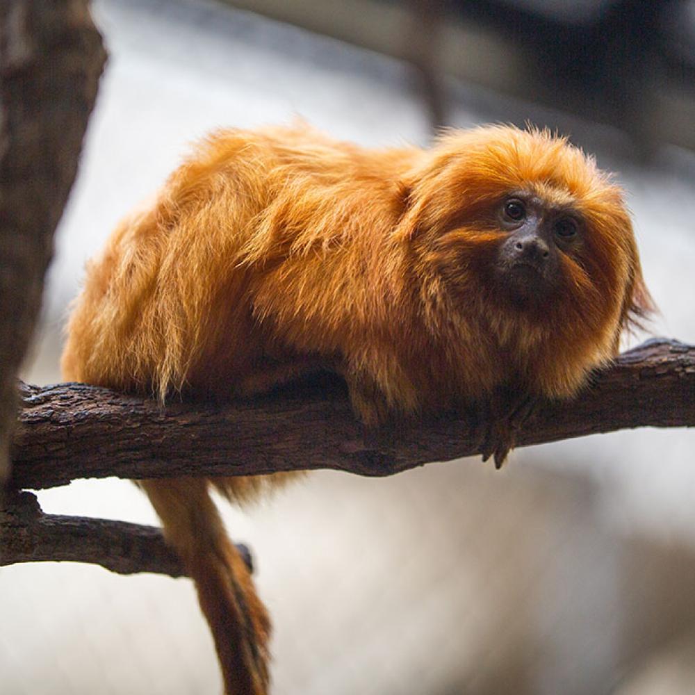 A small, furry, orange primate called a golden lion tamarin perched on a branch