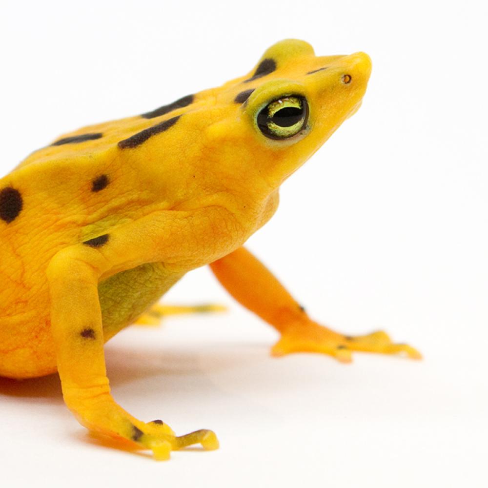 golden frog white background