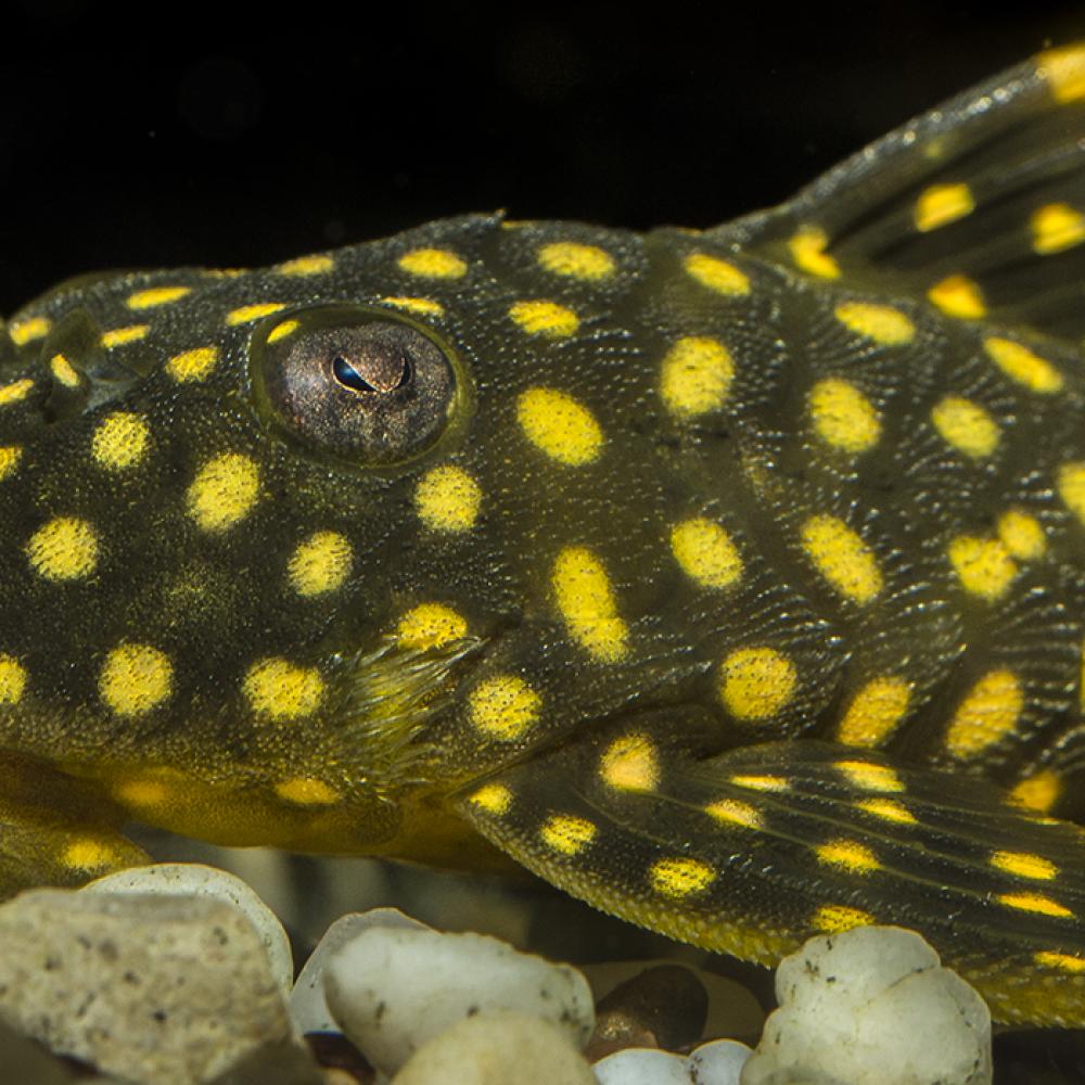 Olive bottom dwelling fish with bright yellow spots all over its body