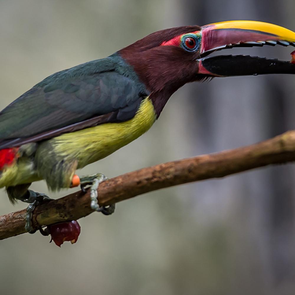 A colorful bird with a large bill, called a green aracari,perched on a branch
