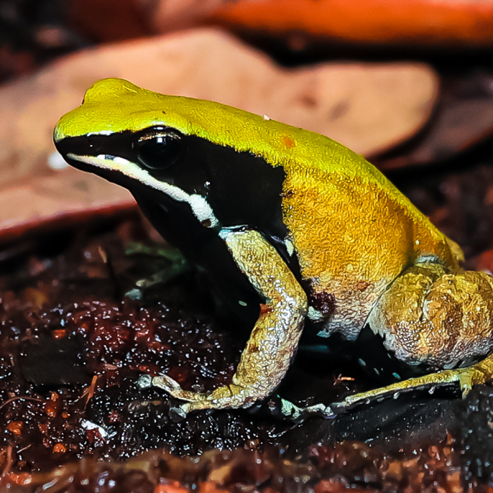 A side profile of a green mantella, a small green frog with a large black stripe that runs across its face and neck. 