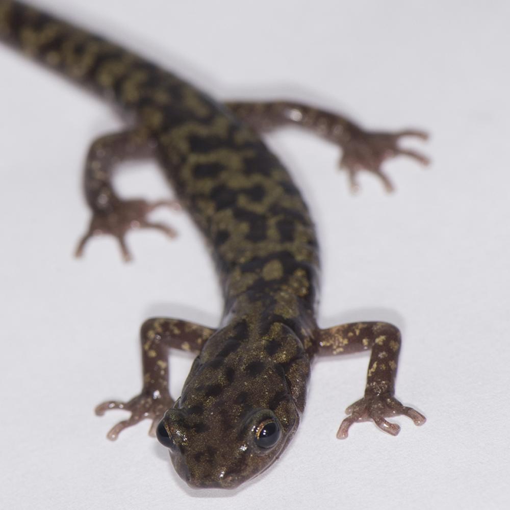 Skinny salamander with marbled coloration of pale green and black