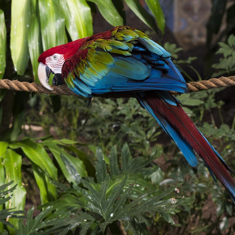Green-winged macaw on a rope. Its head and tail are scarlet with blue and green mixed in on its wings and tail