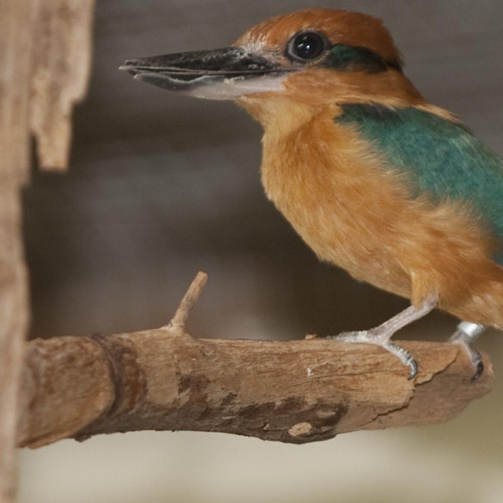 A Guam kingfisher perched on a tree branch