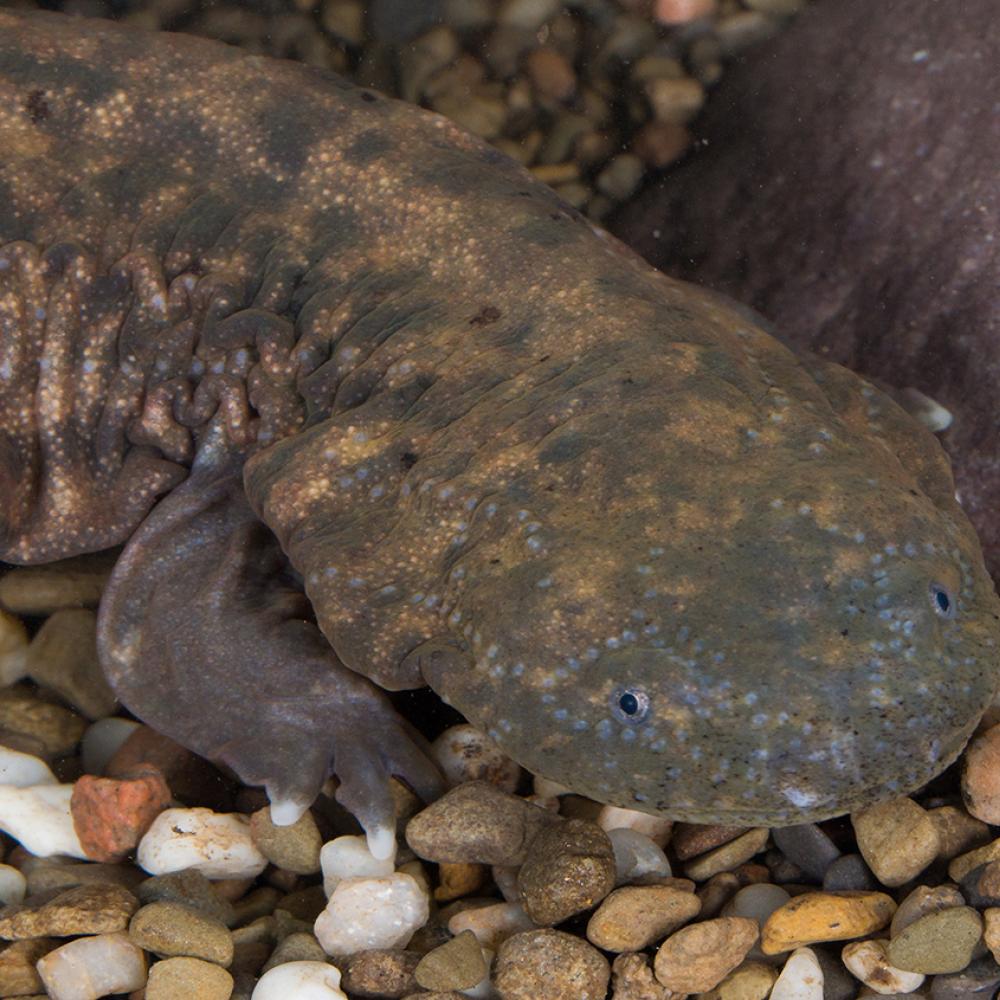 large, fat salamander with a big head and mottled olive coloration that blends in with the gravel. Its sides are wrinkled.
