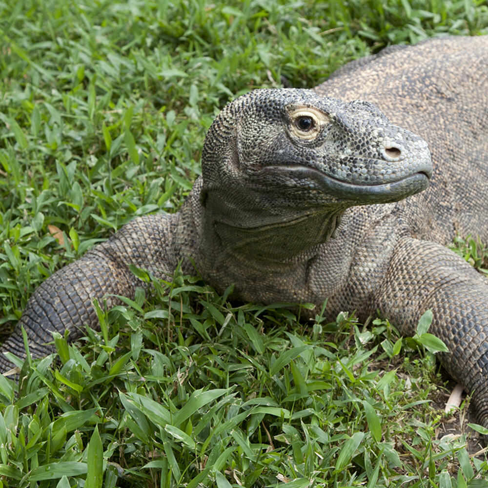Lizard resting on the grass with its legs outstretched