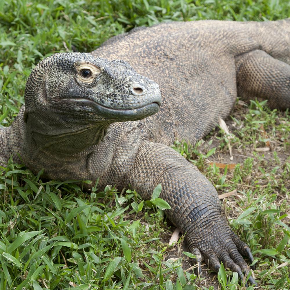 Lizard resting on the grass with its legs outstretched