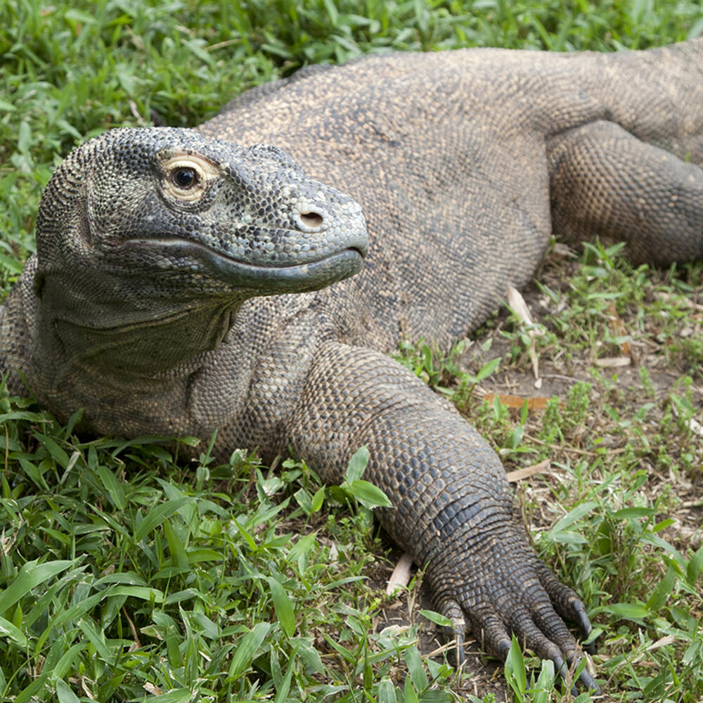 Lizard resting on the grass with its legs outstretched