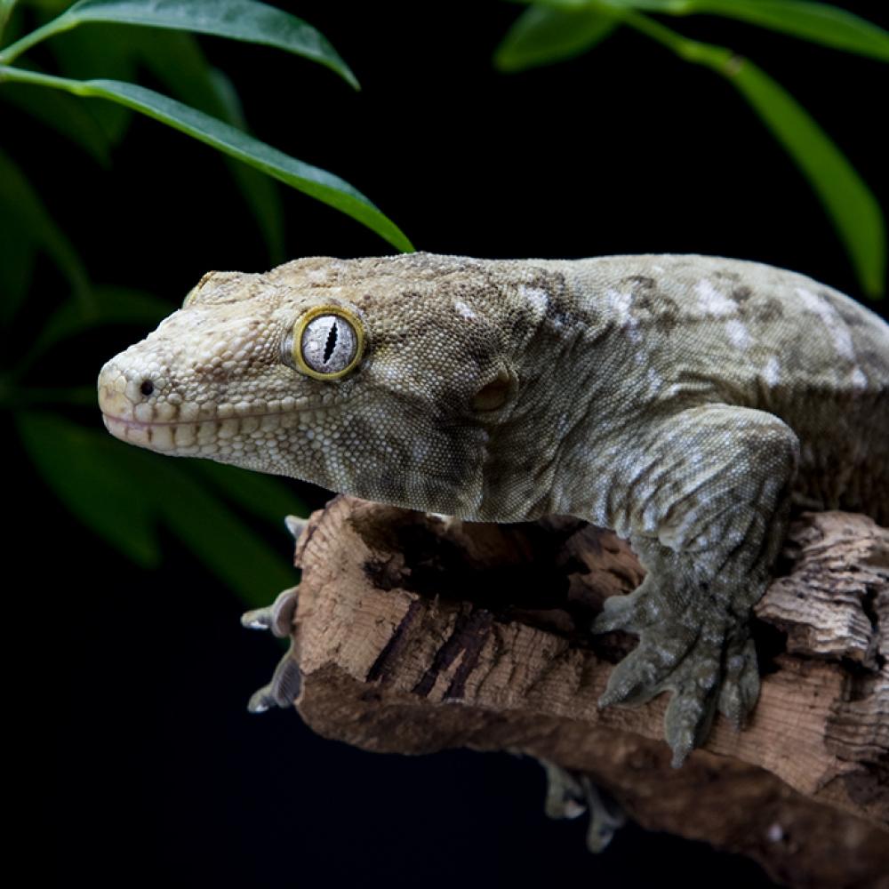 A New Caledonian gecko