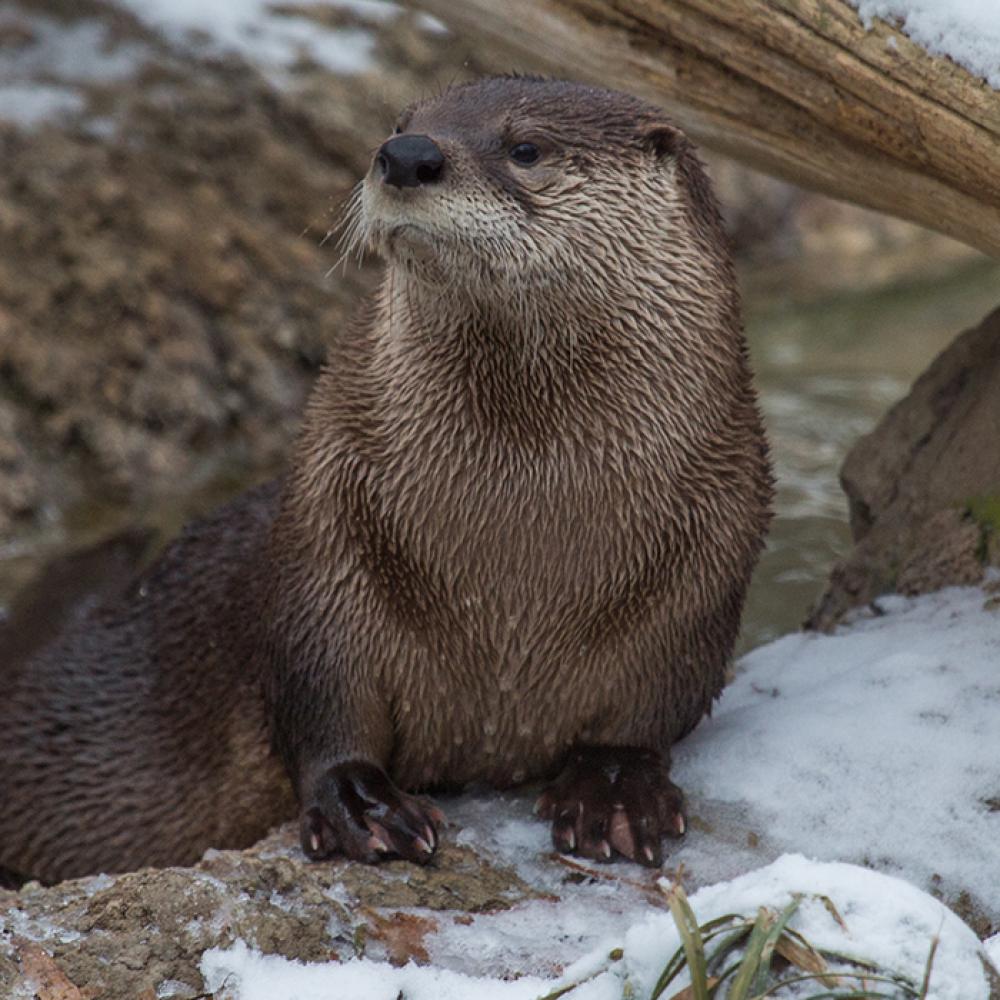 A North American river otter climbing over a snowy log
