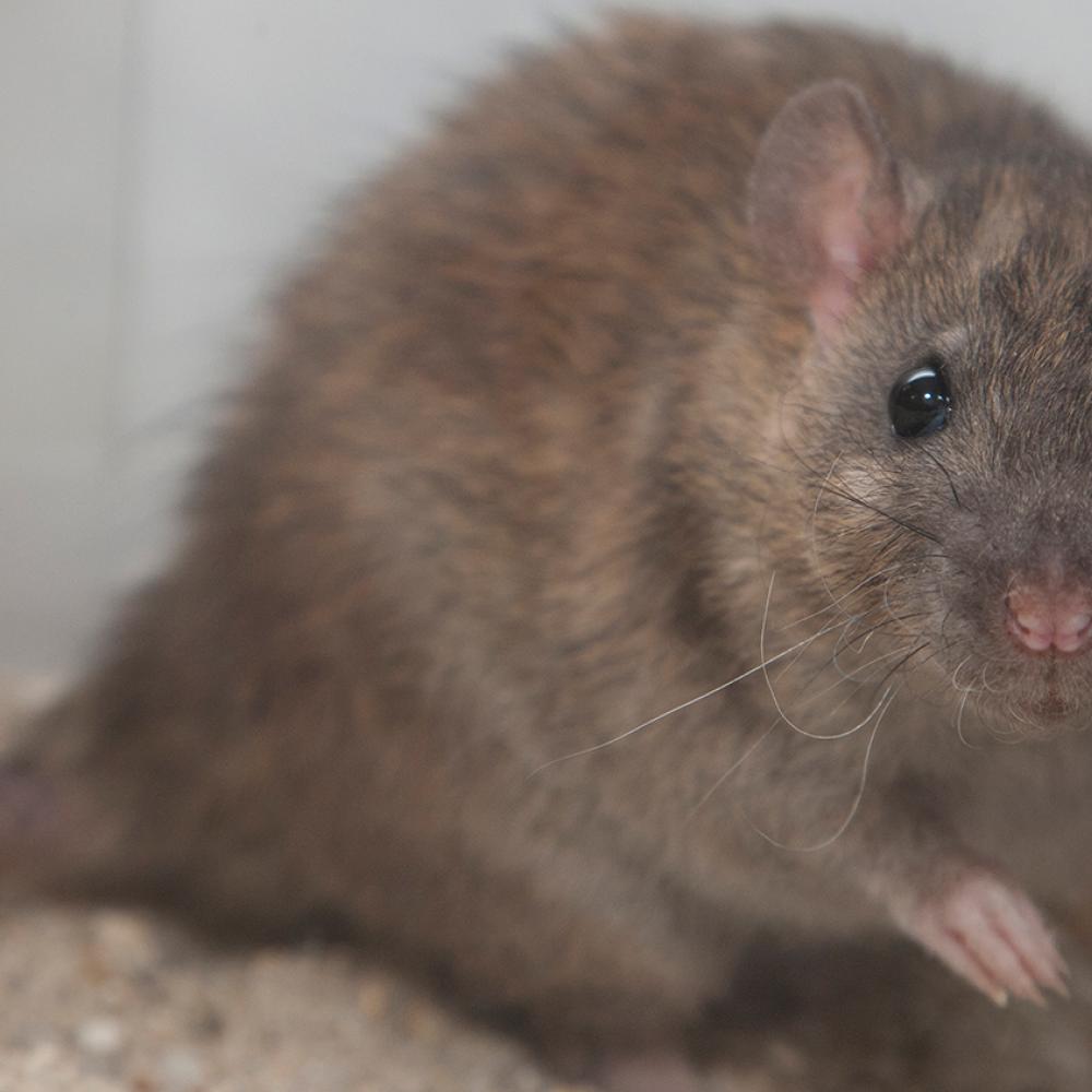 Small brown rodent with beady eyes, small ears, and a long tail