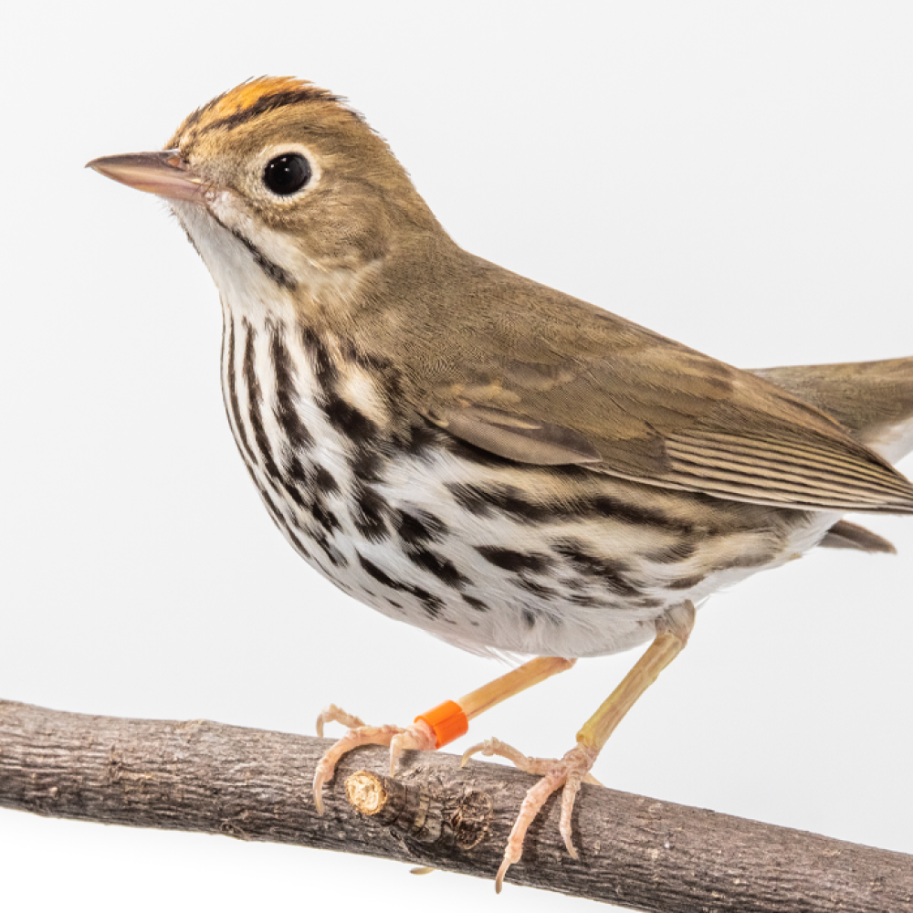 Side profile of a male ovenbird, a small songbird with a brown back and a white chest with dark brown streaks, sits perched on a branch.
