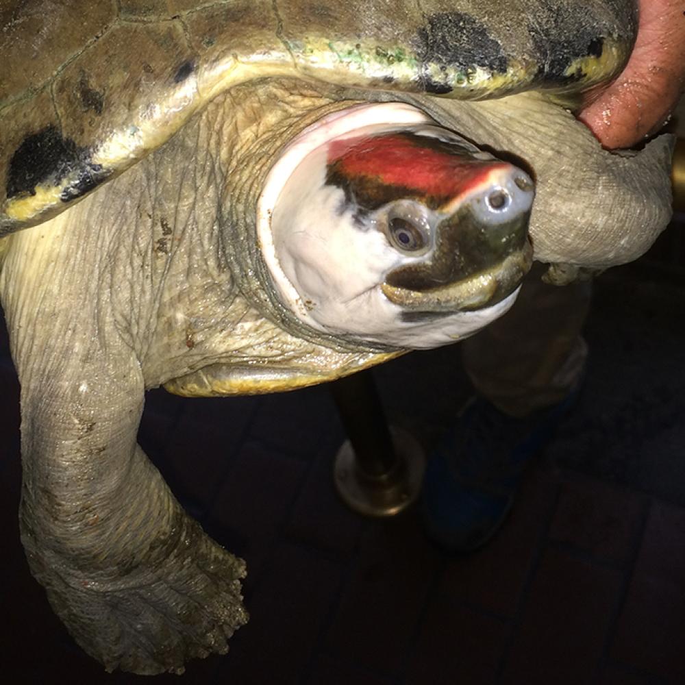 terrapin with red forehead held by keeper