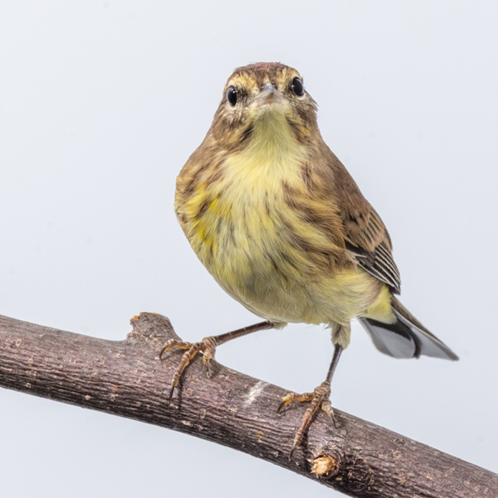 Forward profile of a male palm warbler, a small songbird with brown wings and a pale yellow belly with brown streaks, perches on a tree branch.