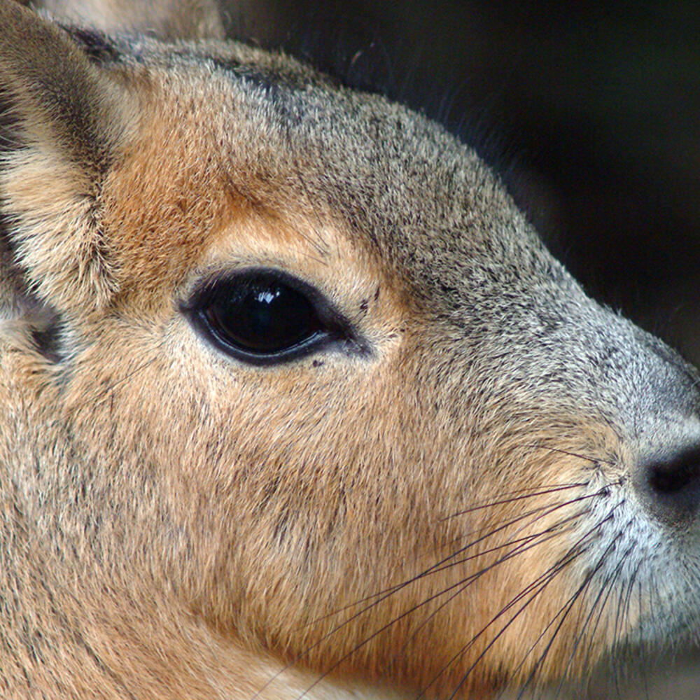 Patagonian mara