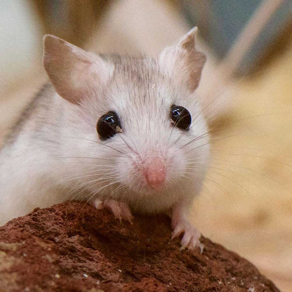 A Perdido Key beach mouse, a small rodent with light-colored fur, large black eyes, large ears and whiskers, climbs over a small rock