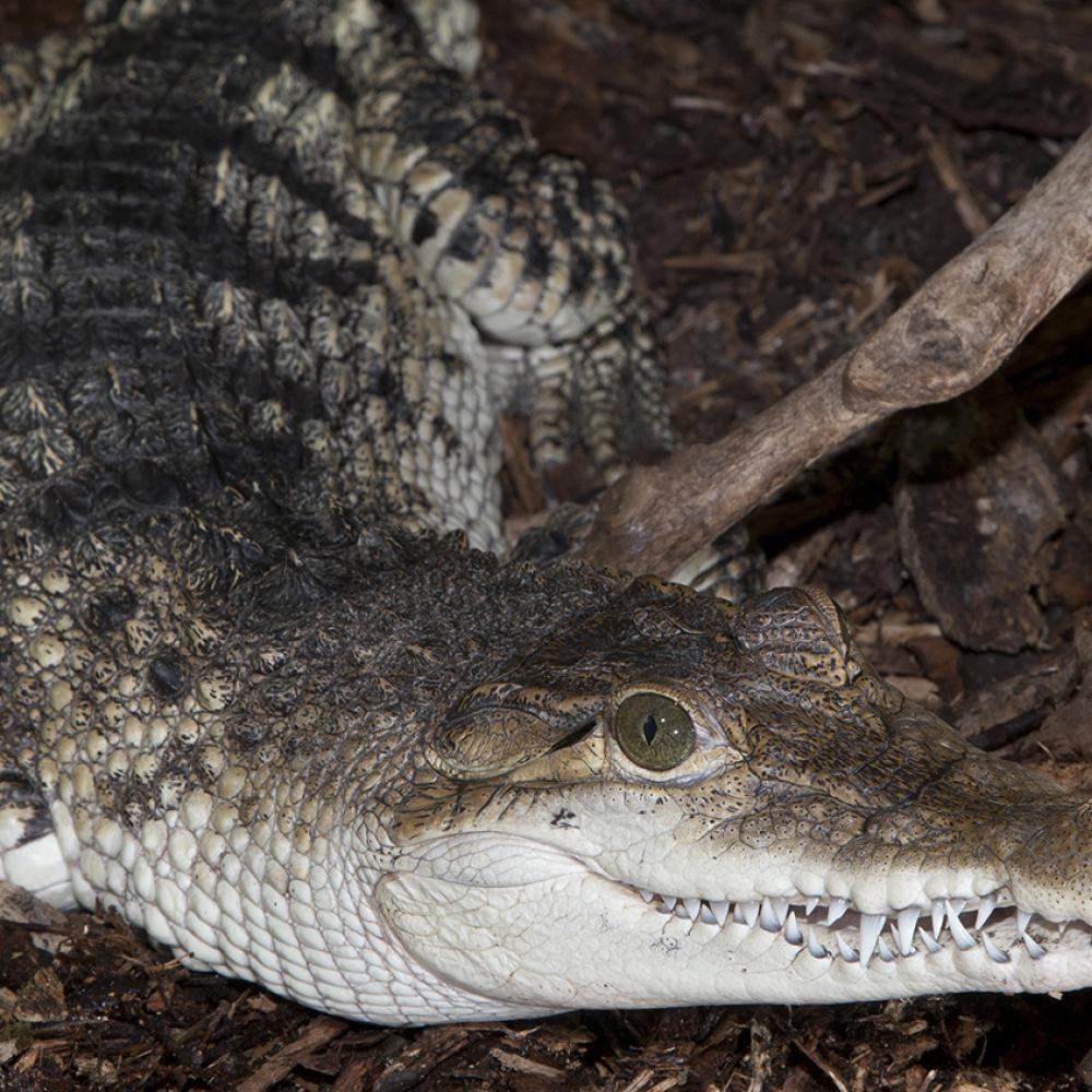 Crocodile with grayish-green upperparts and dark bars. Underparts are a snowy white. Numerous teeth are visible.