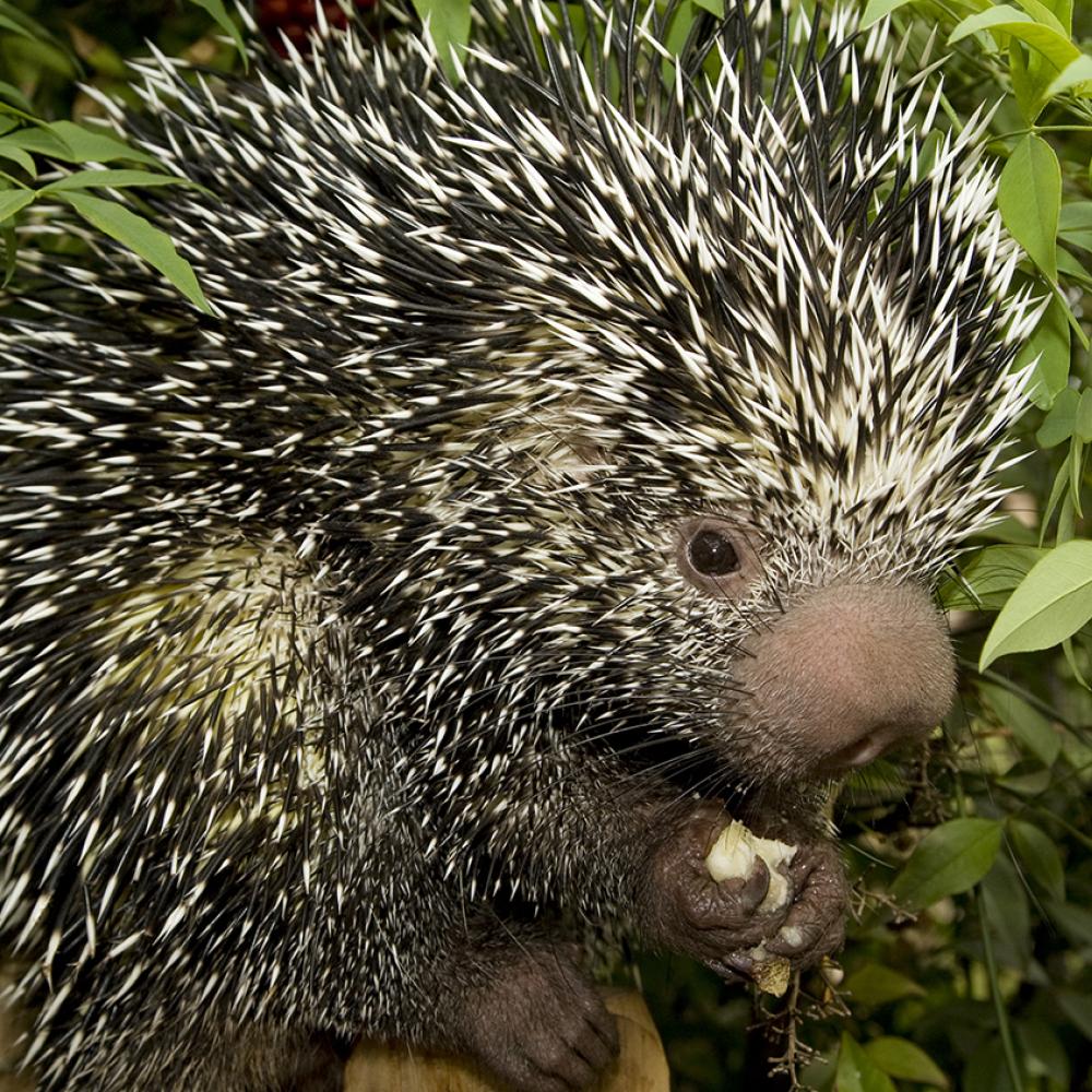Black and white spiky quills adorn the entire body of this medium-sized mammal
