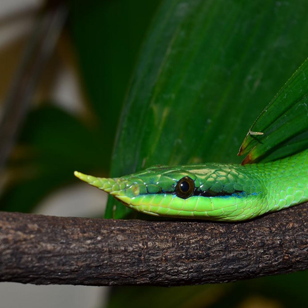 A close up of a green snake, called a rhinoceros snake, with a horn protruding from the tip of its nose slithers along a branch