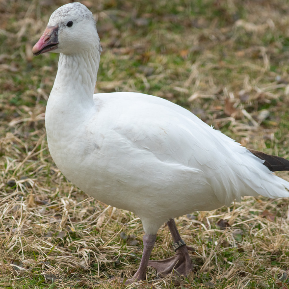 A snowy white goose with a triangular bill walks on a background of green and pale yellow grass.