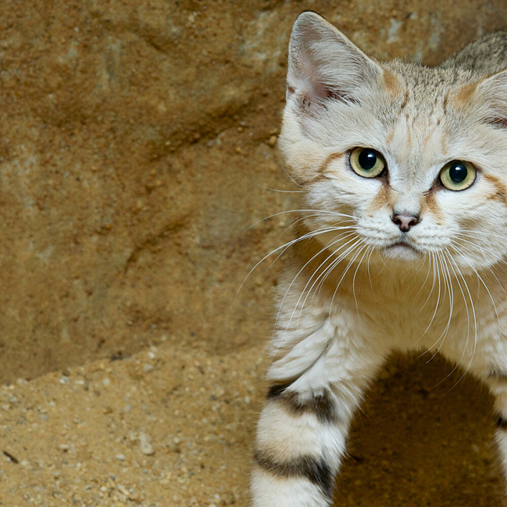 Sand cat