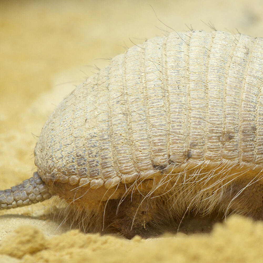 small armadillo with a pale tan coloration