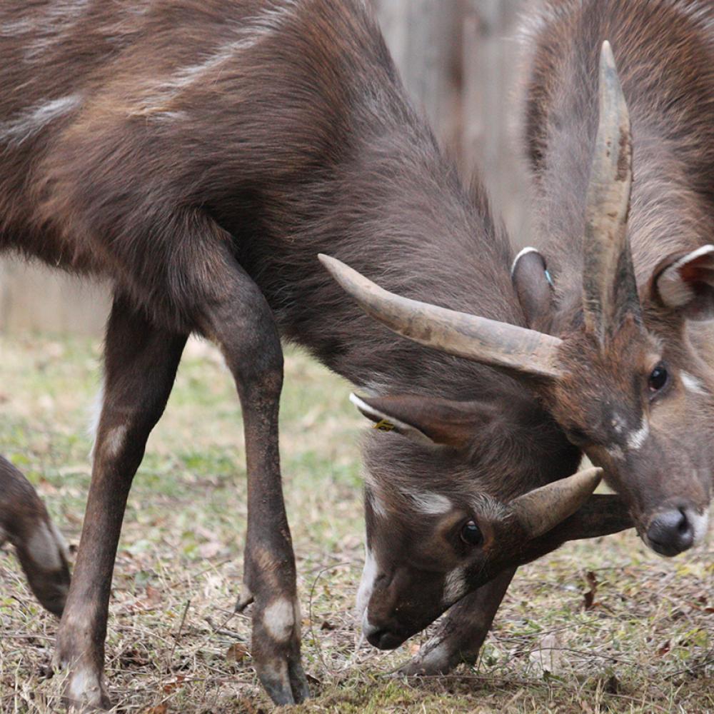 Two gray deerlike animals playfully shoving each other's heads with their horns