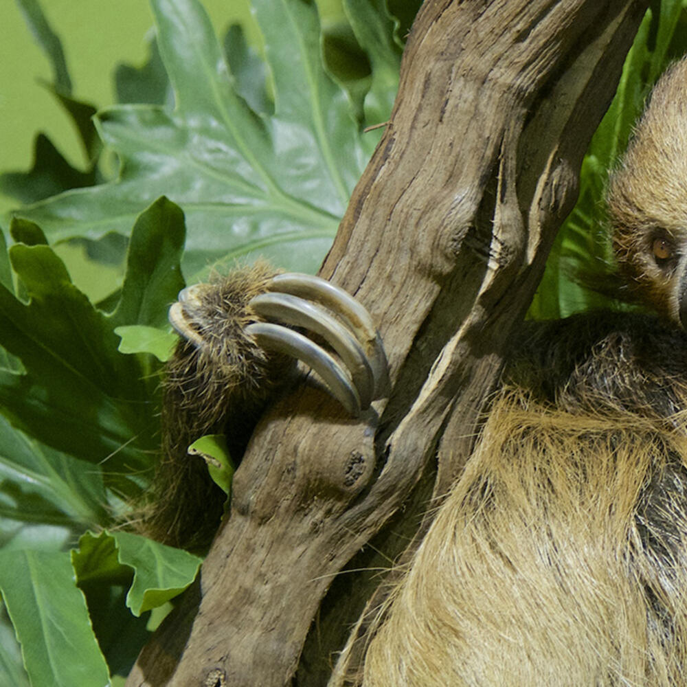 sloth in a tree
