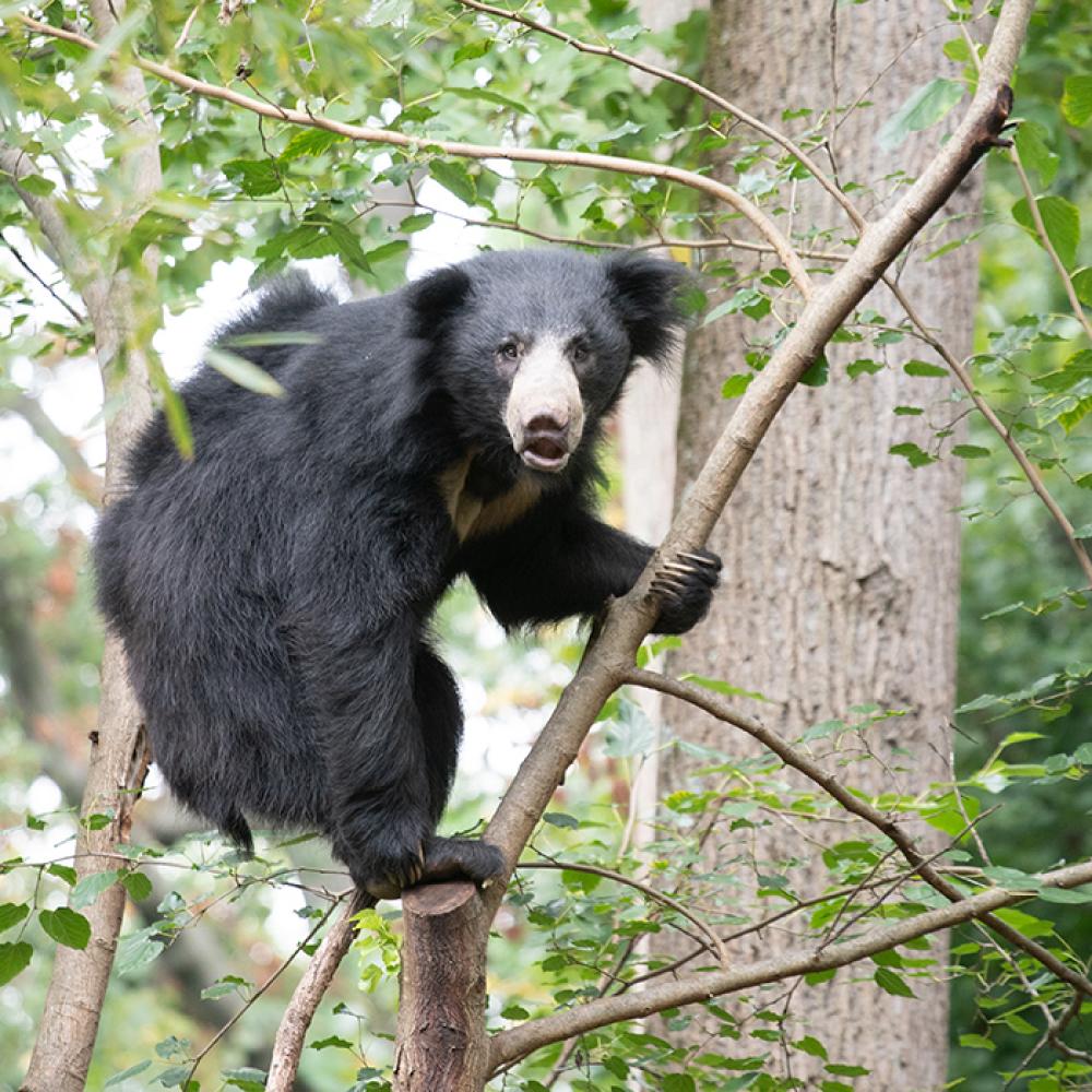 A sloth bear with shaggy black fur climbing in a tree