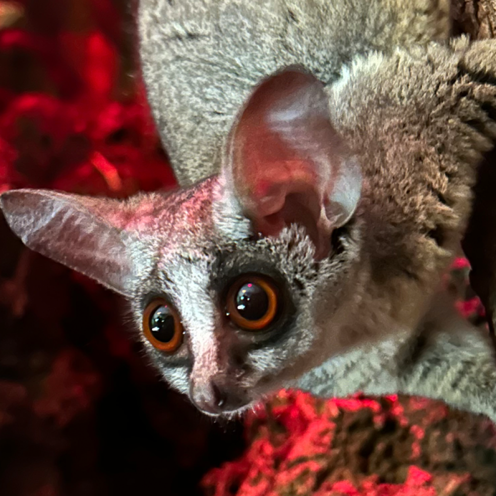 A southern lesser galago, or bushbaby, clings to a tree in its Small Mammal House habitat. 