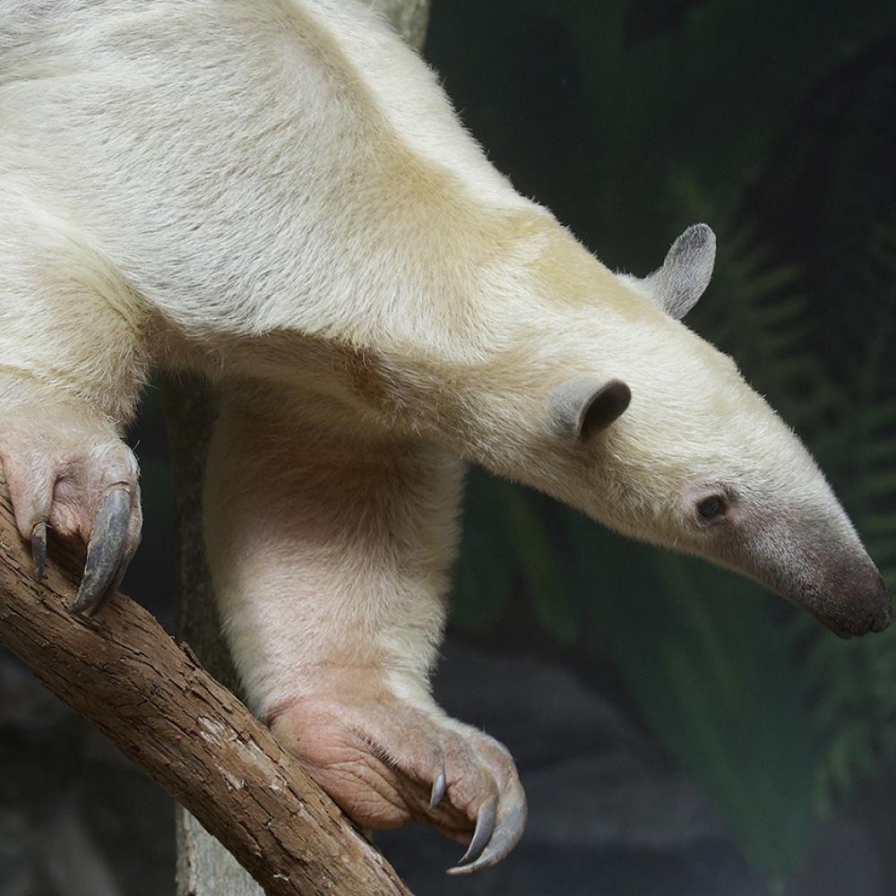 Pale-furred animal with a long snout on a branch