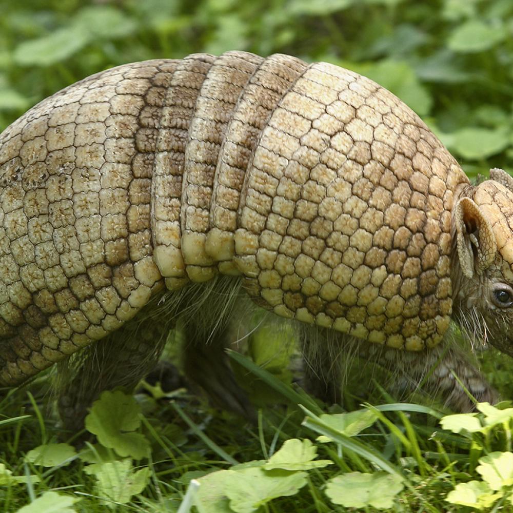 La Plata three banded armadillo