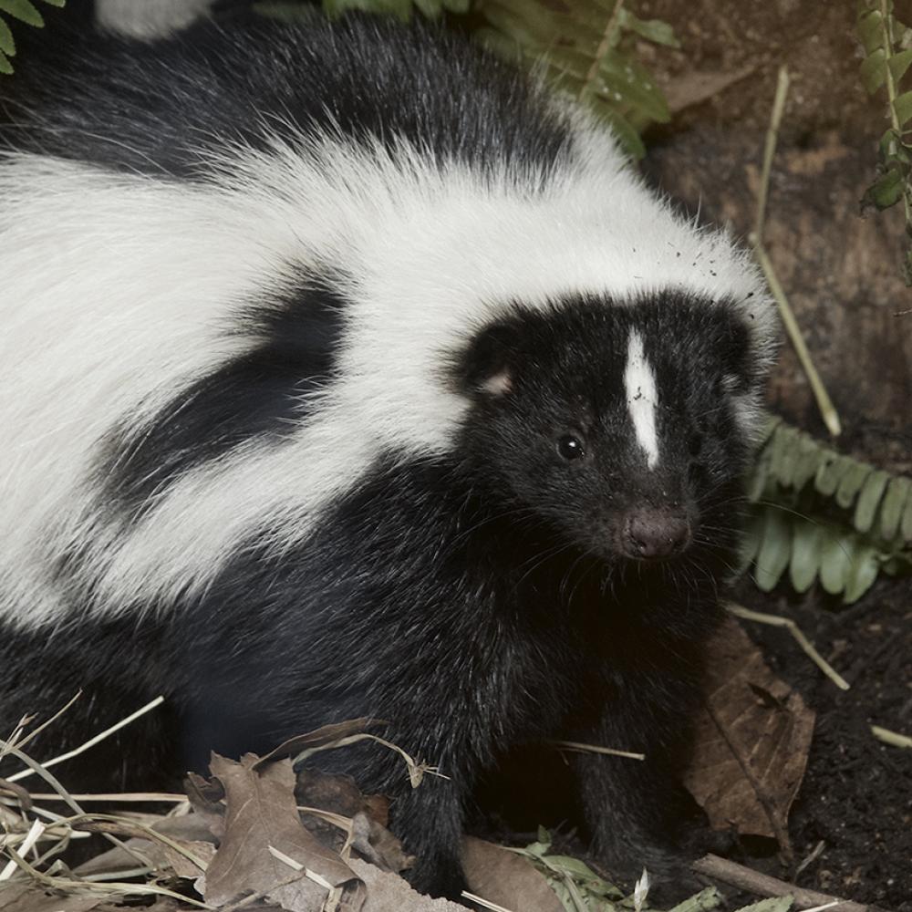 Black animal with broad white stripe across its body