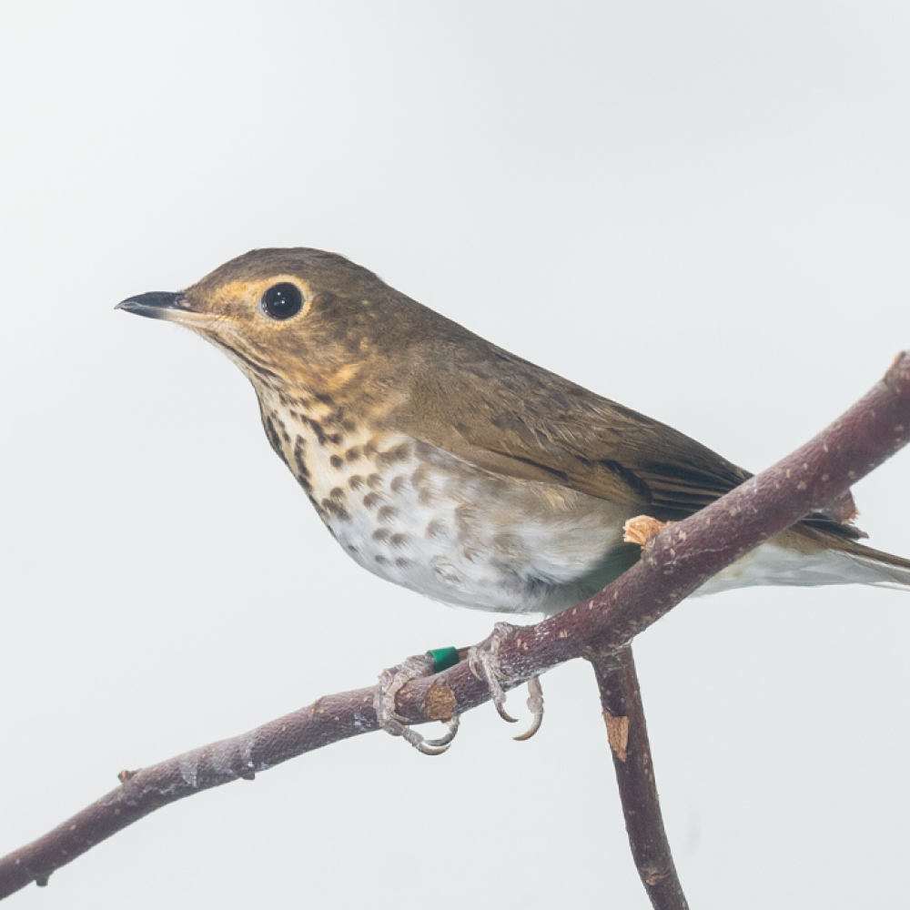 Side profile of a Swainson's thrush, a medium-sized songbird with an olive brown back and a white chest with brown spots, sitting while perched on a tree branch.