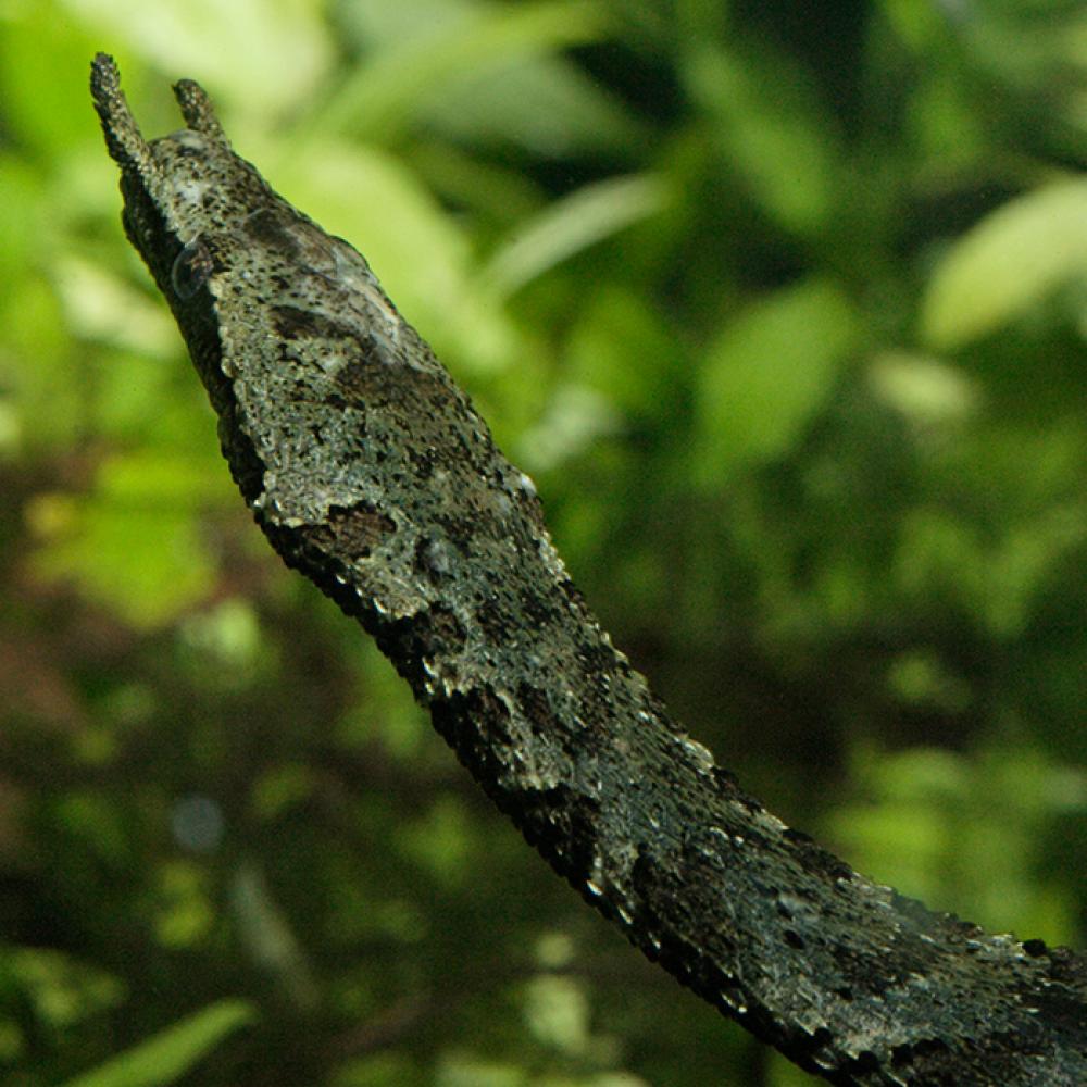 A tentacled snake swimming in water with green plants in the background