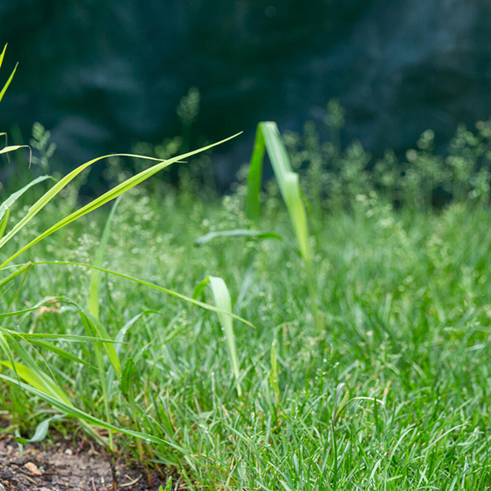 A small Bennett's wallaby, with brown fur, short arms and a long tail, standing in tall grass