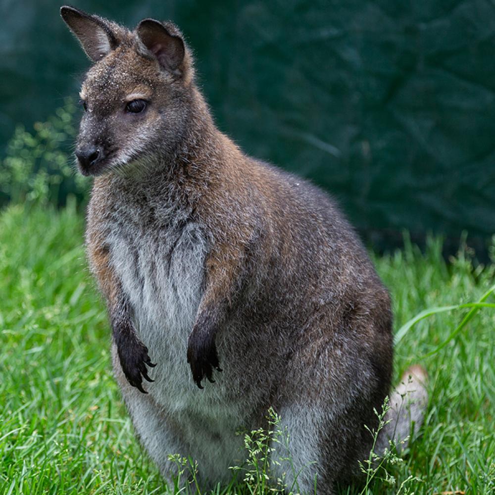 A small Bennett's wallaby, with brown fur, short arms and a long tail, standing in tall grass