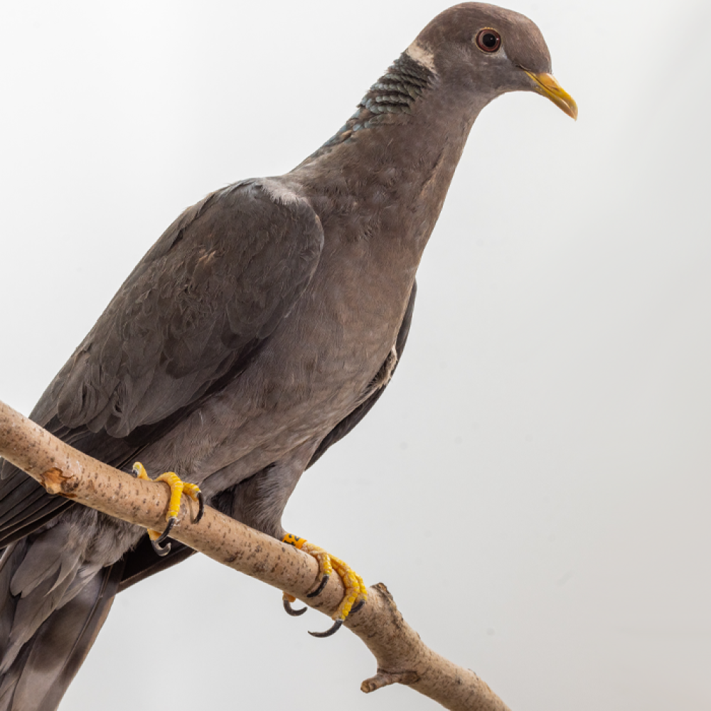 Side profile of a band-tailed pigeon, a gray bird with a yellow beak and a white ring around its neck, perching on a branch.