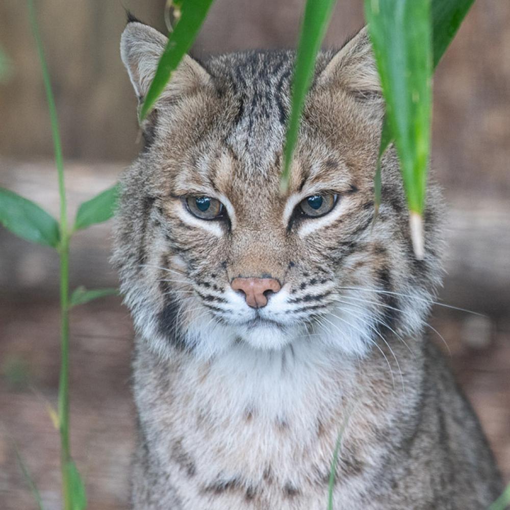 A bobcat sitting in an outdoor habitat near leafy plants