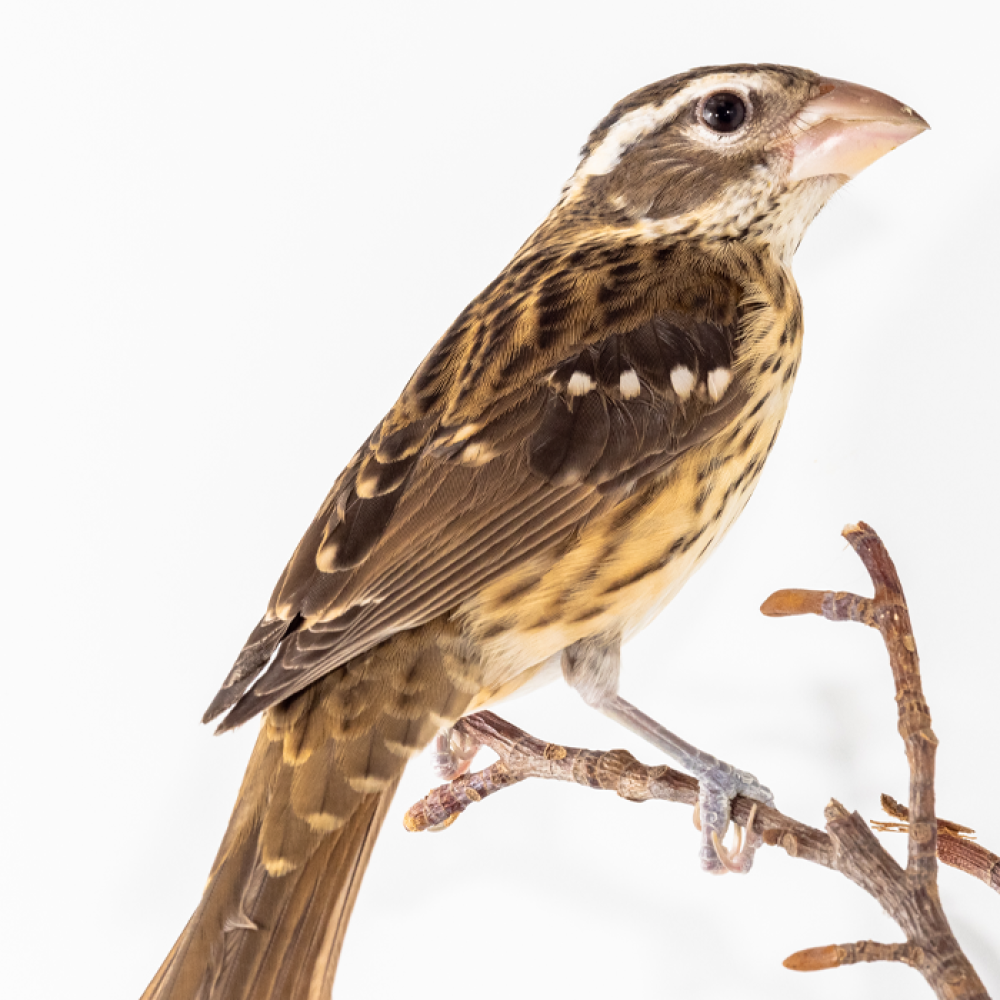 A side profile of a female grosbeak, a brown-colored bird with a beak that's fairly large for its head. It does not have the rose-breasted coloring that males in their breeding plumage have.