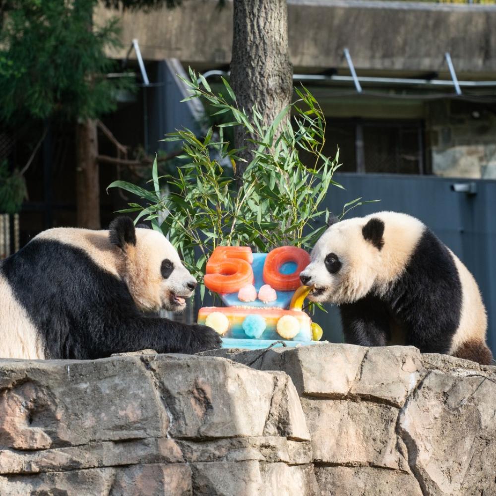 Two pandas sit on a rocky ledge eating a festive ice cake with the number 50 on it.