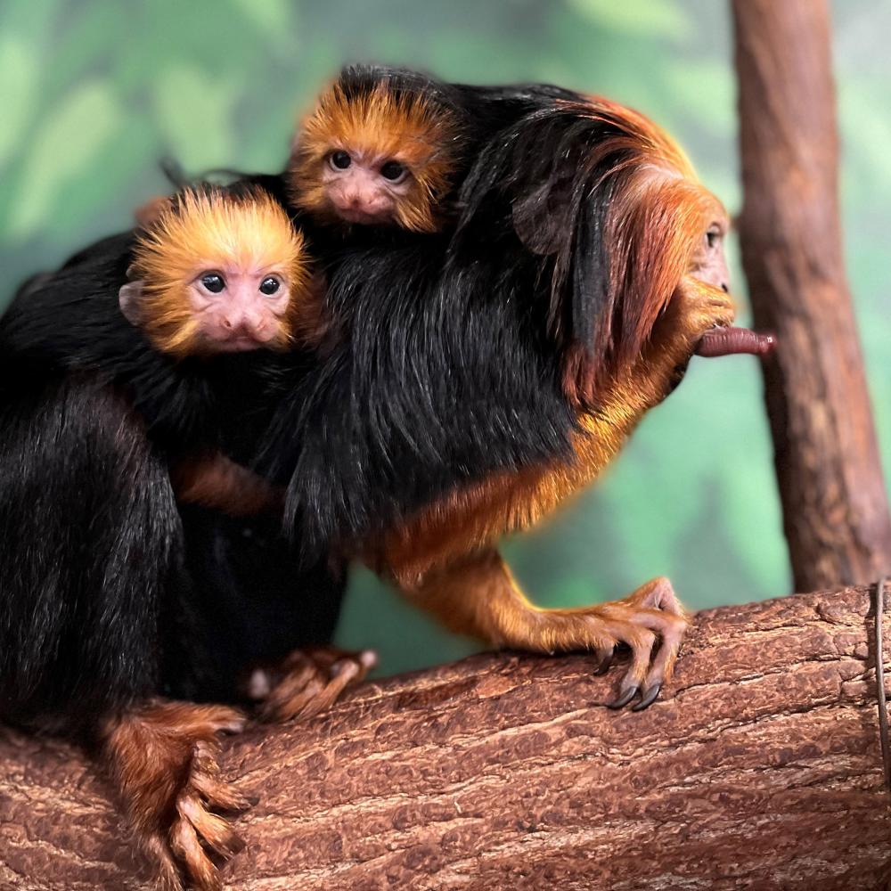 Golden-headed lion tamarin twins cling to father Coco's back. 