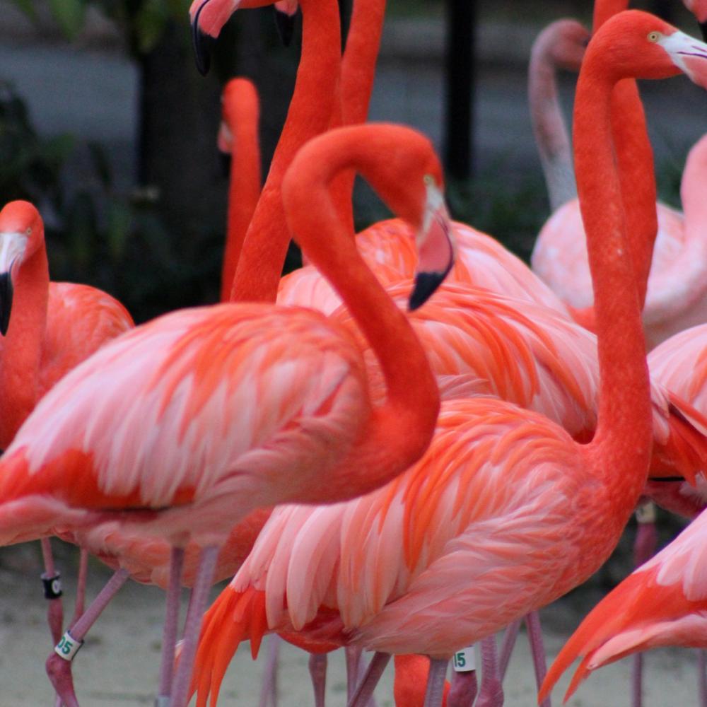 American flamingo Betty stands with her flock at the Bird House. 